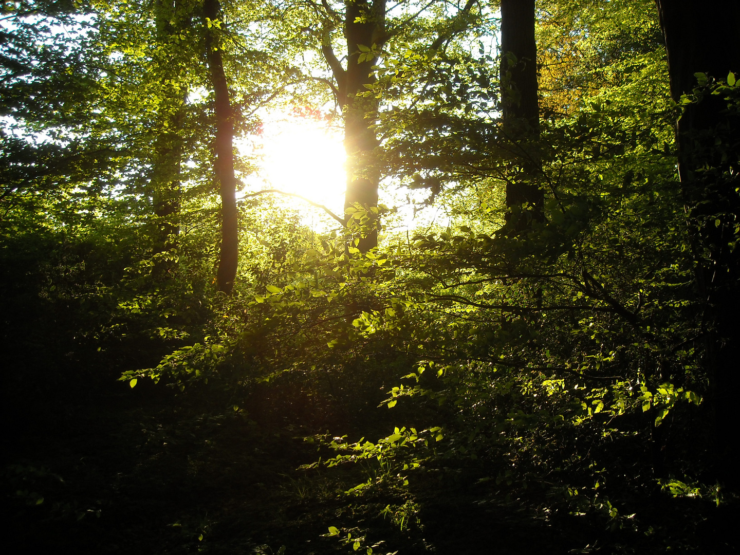 durchdringende Sonnenstrahlen