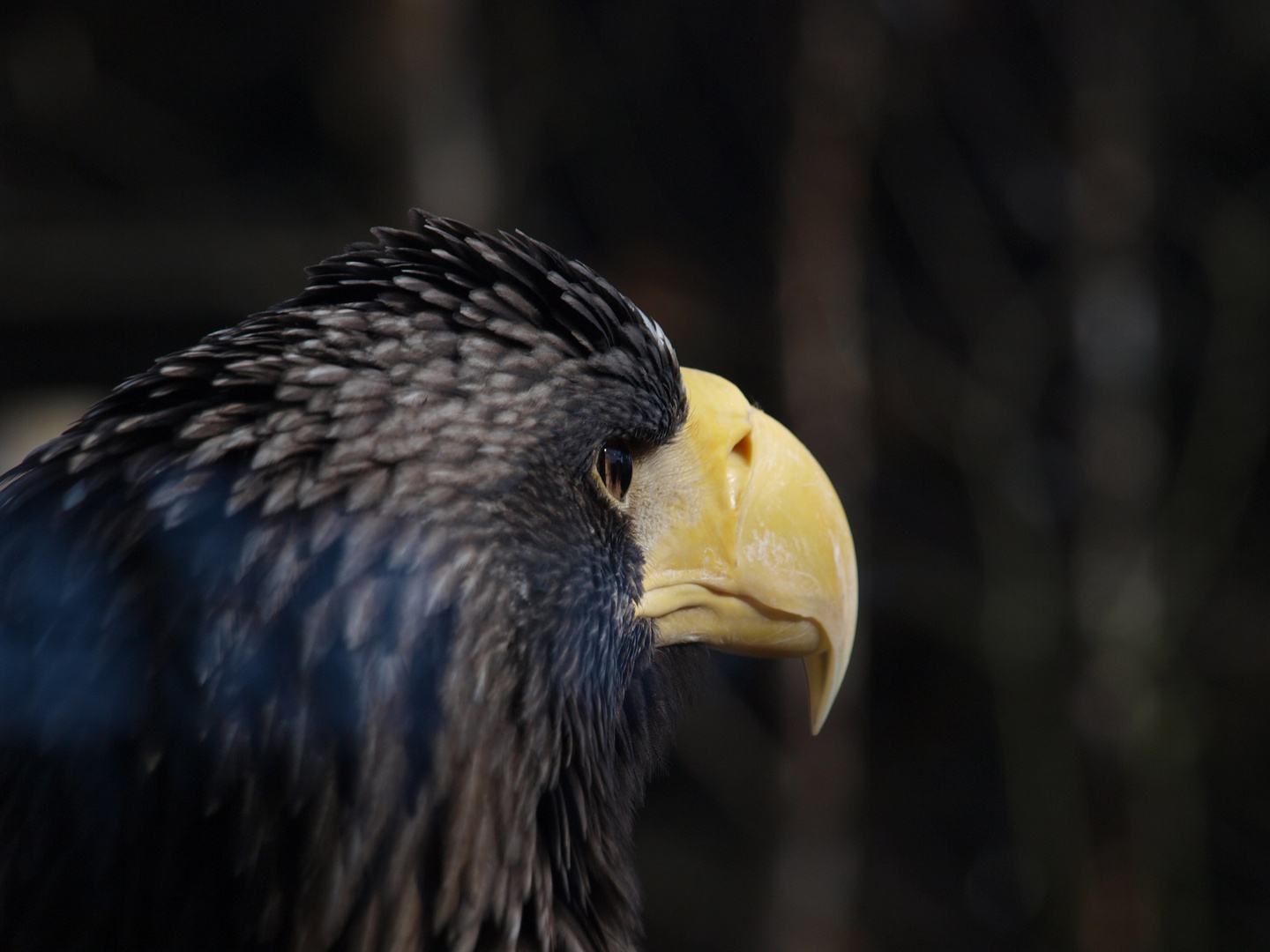 durchdringender Blick