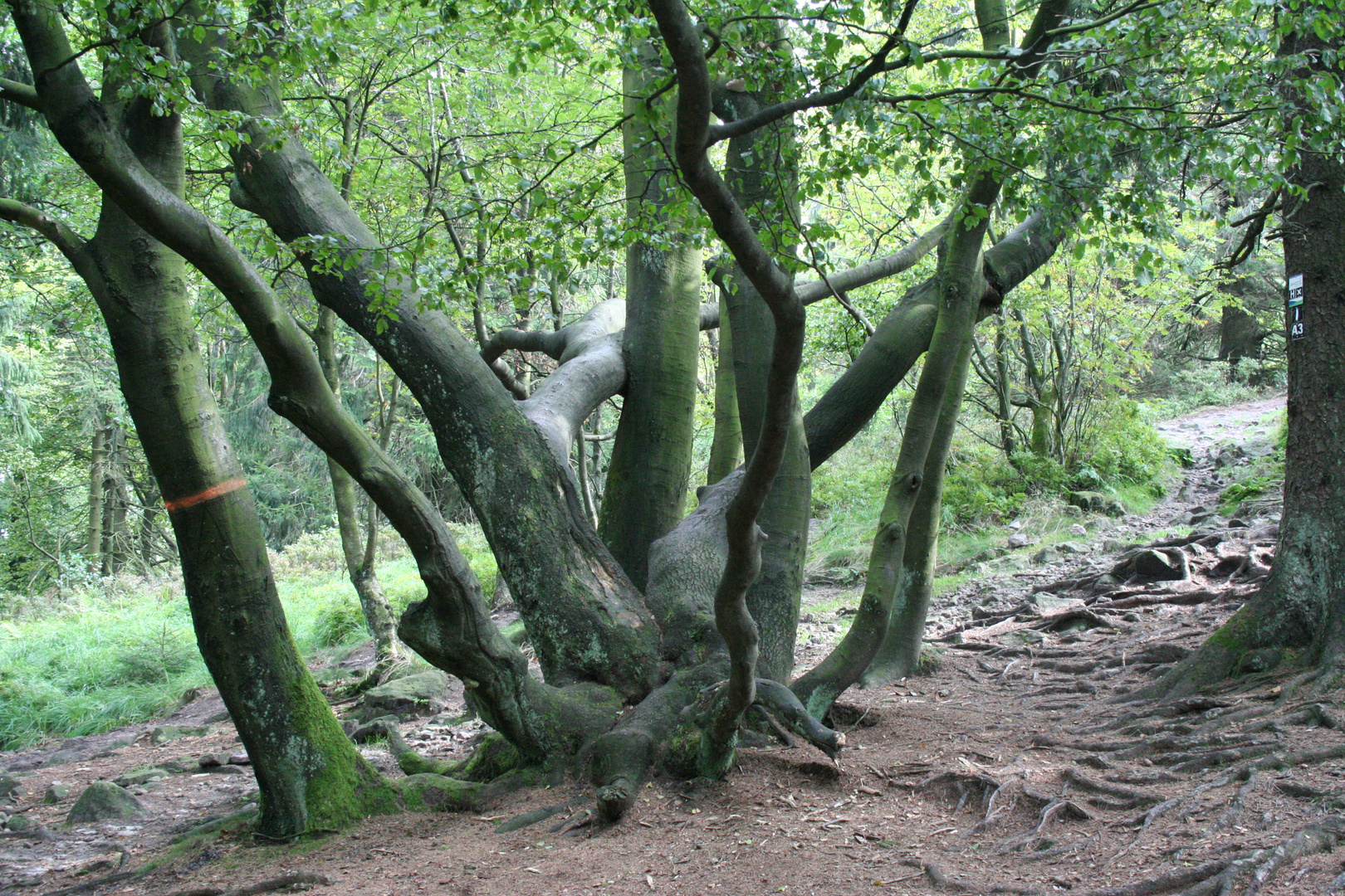 Durcheinander Foto &amp; Bild | natur, landschaft, pflanzen Bilder auf ...