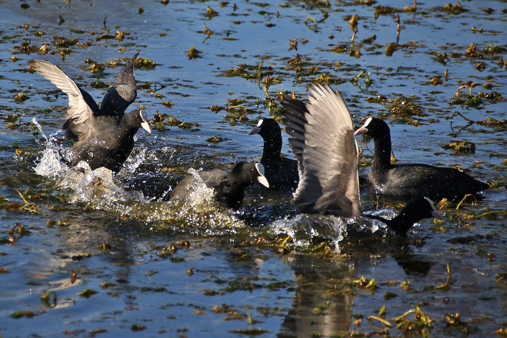 durcheinander..... Foto &amp; Bild | tiere, wildlife, wild lebende vögel ...