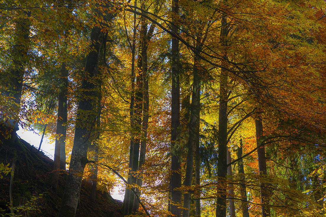 Durchflutet vom Herbstlicht