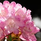 DURCHFLUTETE RHODODENDRONBLÜTE IM GEGENLICHT