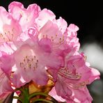 DURCHFLUTETE RHODODENDRONBLÜTE IM GEGENLICHT