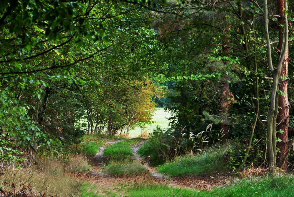 Durchgang zur Wiese