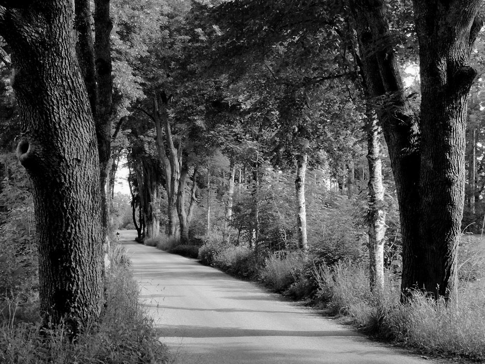 Durchgangszone - Allee mit Spar-CK