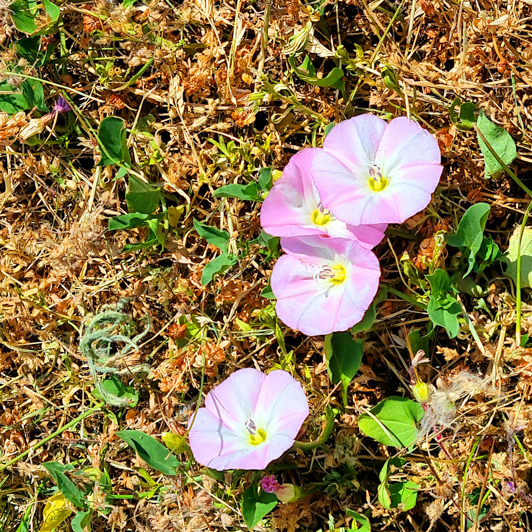 Durchgeboxt in der trockenen Wiese