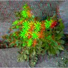 durchgekämpft (3D-Foto 2)