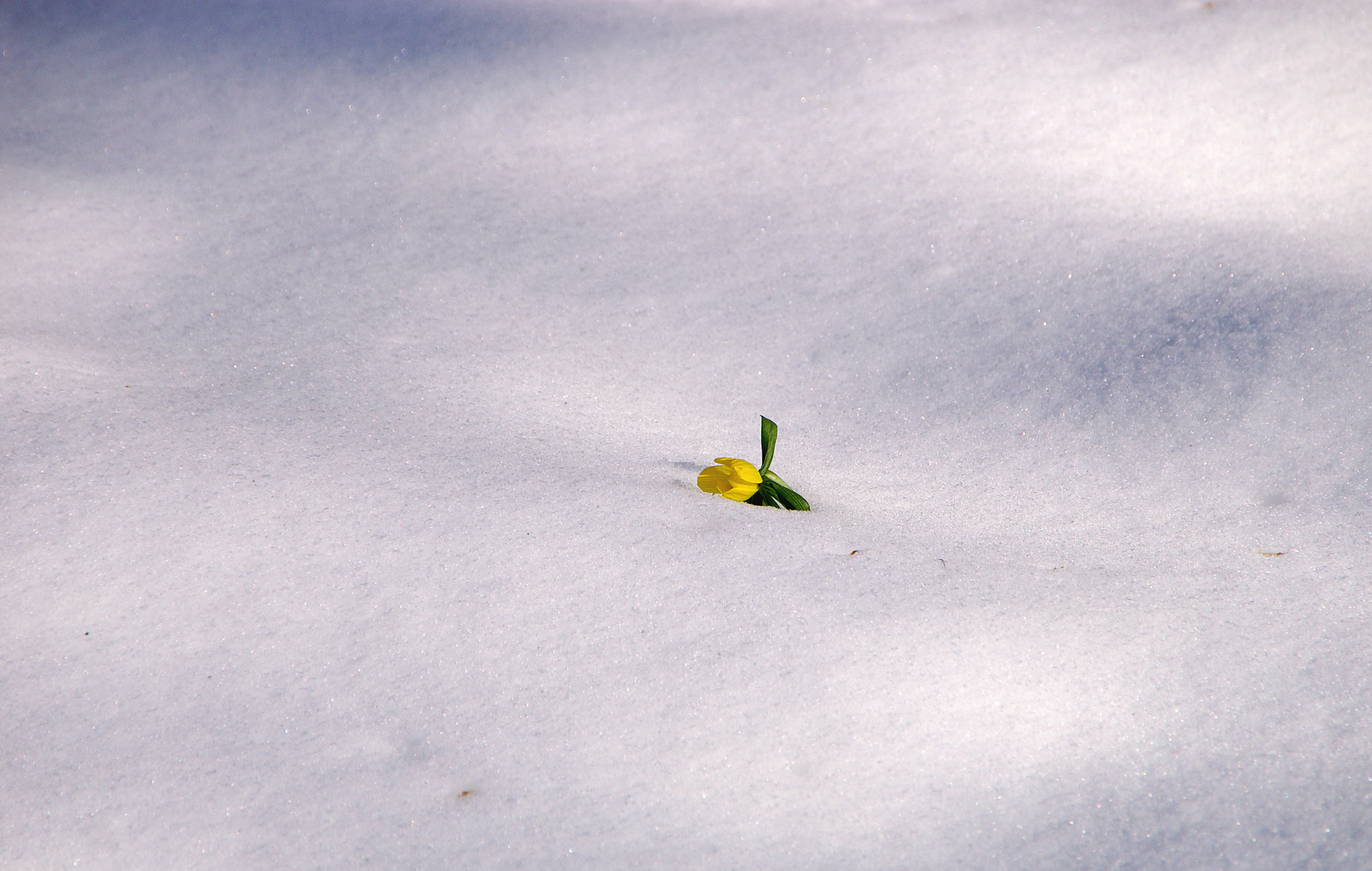 Durchgekämpft in einem Meer von Schnee ... ;-)