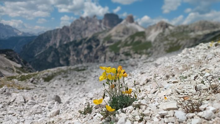 Durchgesetzt in der "Steinwüste"...