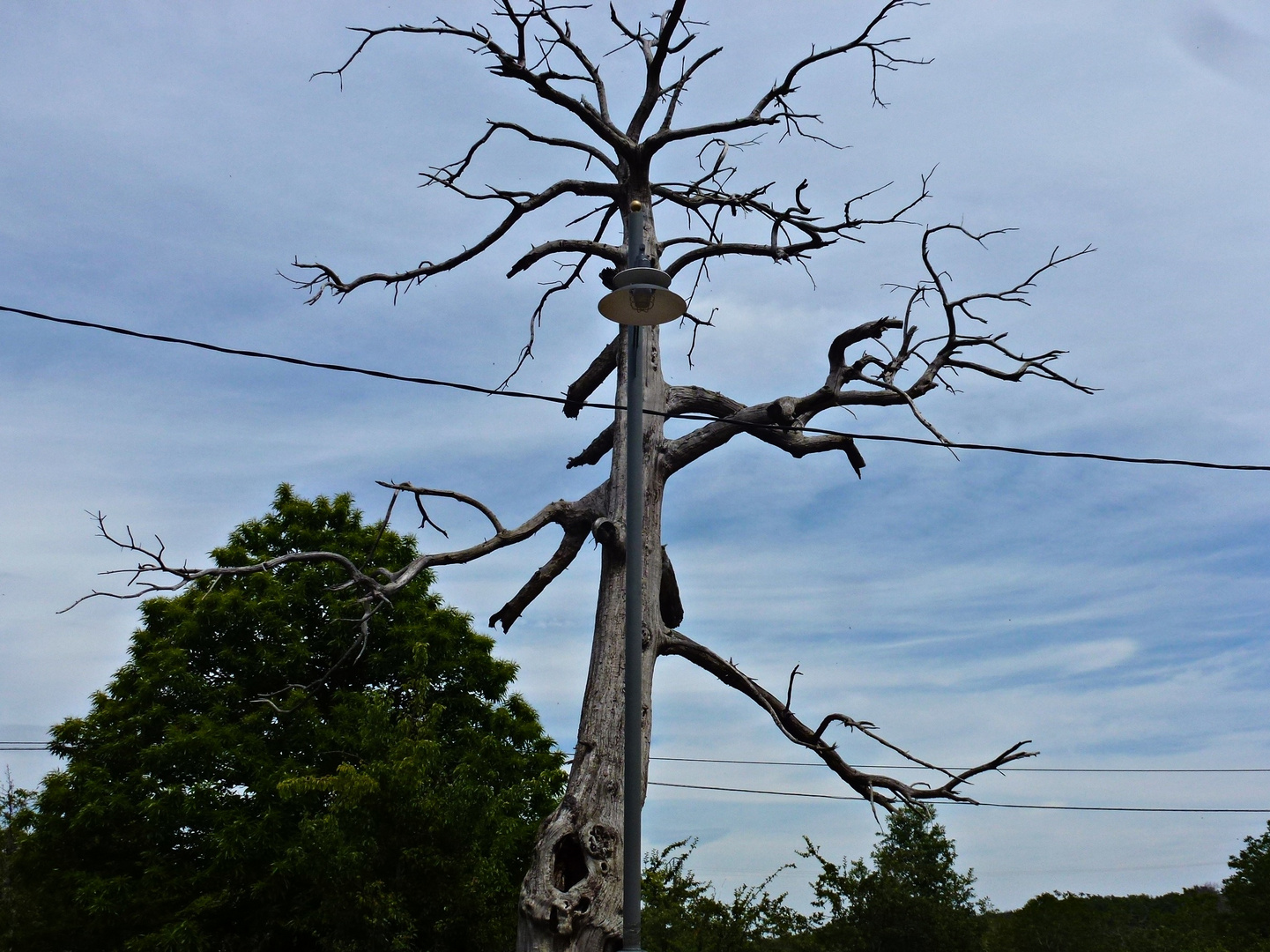 Durchgestrichene Baum-Laterne