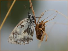 Durchgeweicht bis auf die Haut...