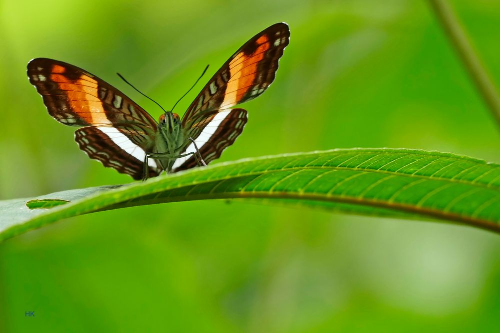 Durchleuchtet !!! Adelpha phylaca pseudaethalia  (Phylaca Sister)