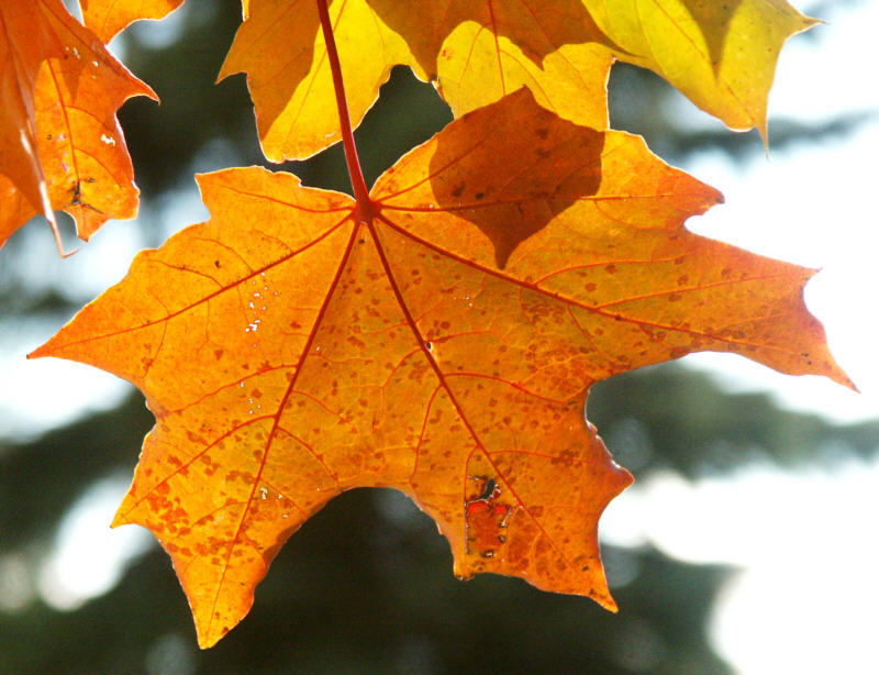 Durchleuchtet von der Novembersonne