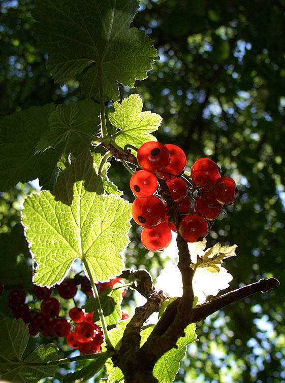 Durchleuchtete Johannisbeeren