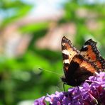 Durchleuchteter Schmetterling