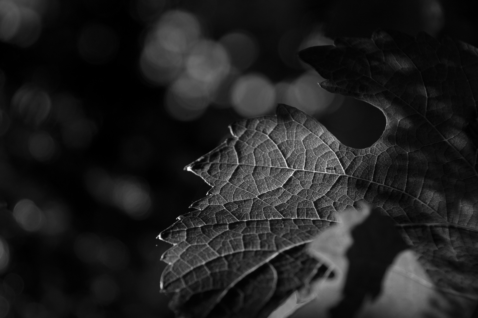 Durchleuchtetes Blatt