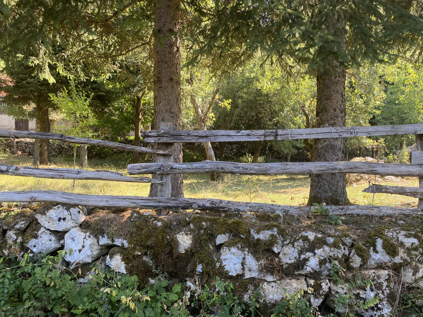 Durchlichtete alte Wälder in Dalmatien 