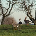 Durchmustern am Niederrhein !