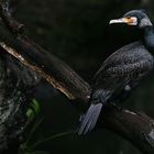 durchnässter kormoran