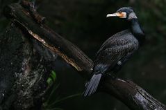 durchnässter kormoran