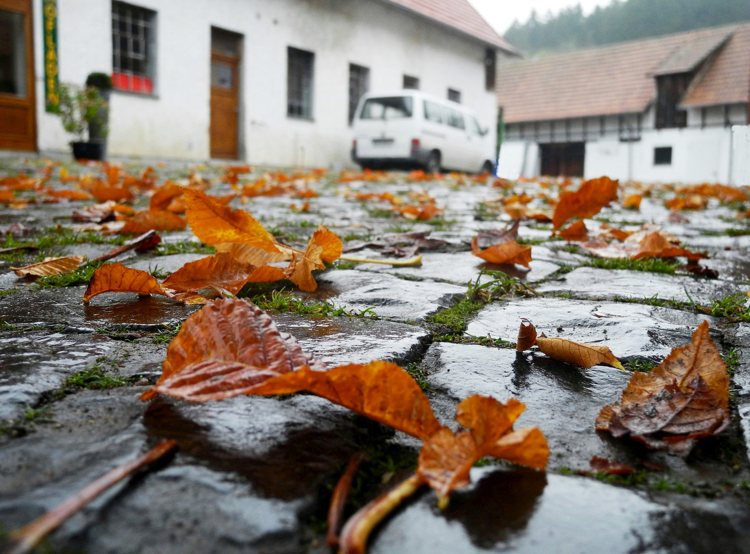 Durchnäßtes Herbstlaub auf einem Bauernhof . . . 