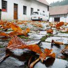 Durchnäßtes Herbstlaub auf einem Bauernhof . . . 