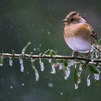 Durchreise in heimatliche Gefilde