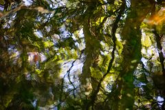 durch's astgewirr...