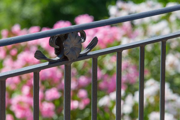durchs Balkongelaender auf den bluehenden Oleander geblickt