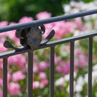 durchs Balkongelaender auf den bluehenden Oleander geblickt