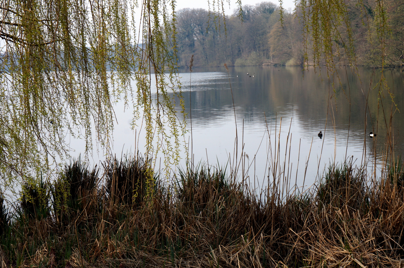 Durchs Blätterdach 