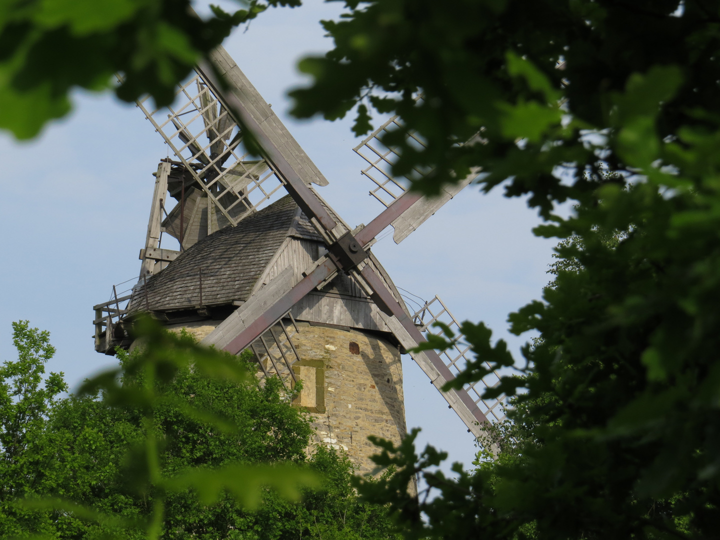 Durchs Blätterwerk geschaut