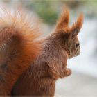 durch´s Fenster fotografiert  .....