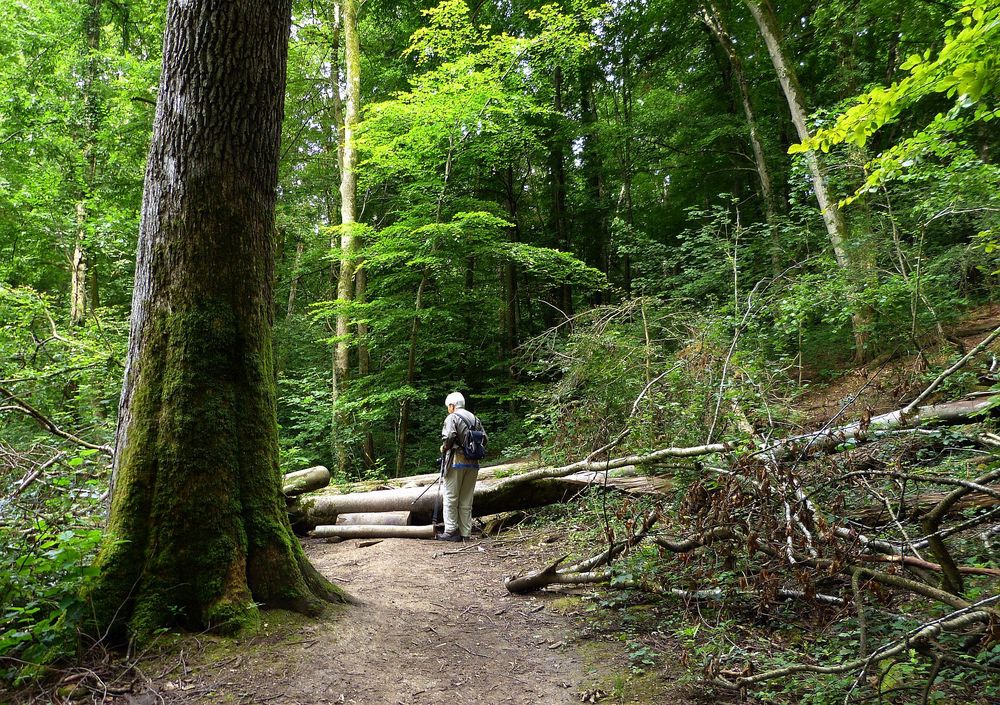 Durchs Föllbachtal