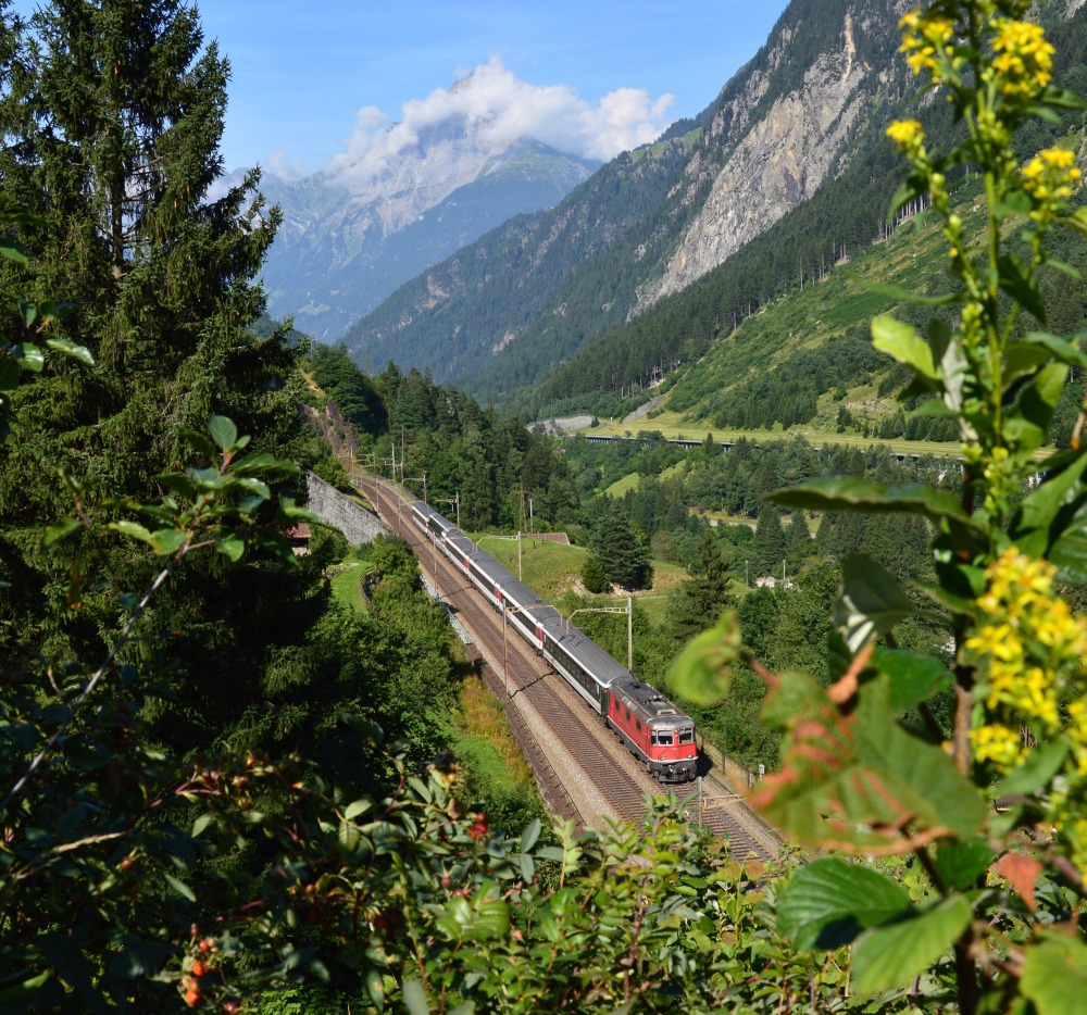 Durchs Gestrüpp