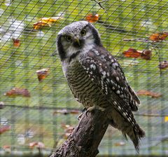 durchs Gitter fotografiert - Sperbereule