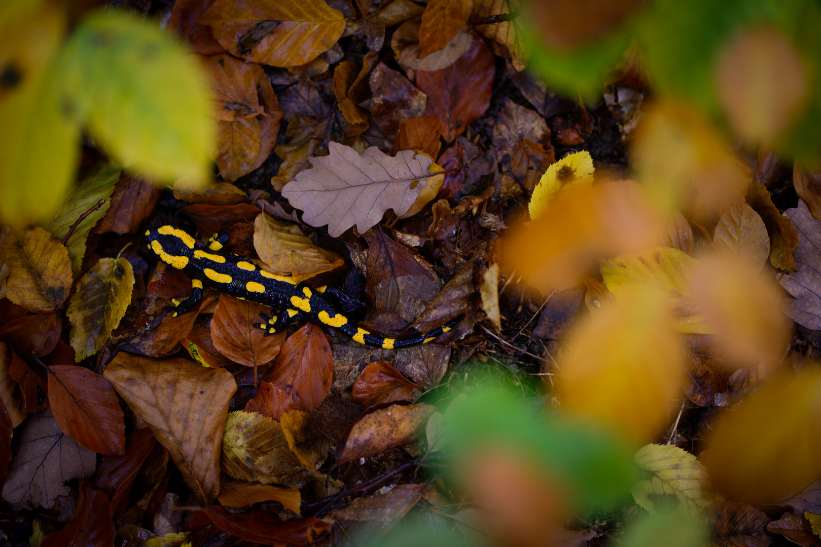 Durch's Herbstlaub geblickt