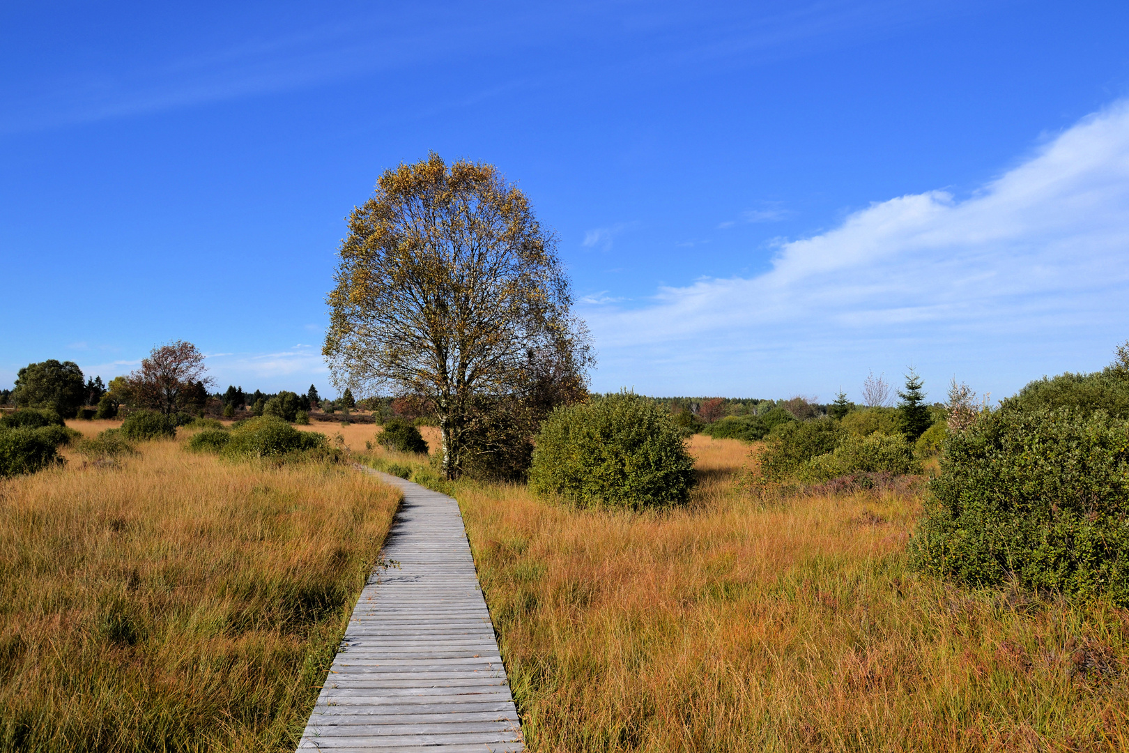 Durchs Hohe Venn