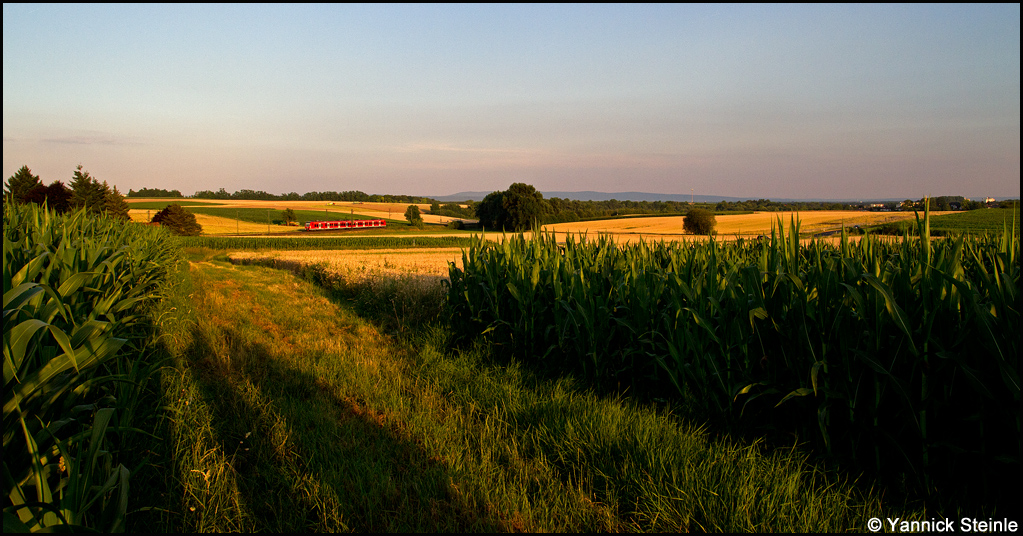 Durchs Maisfeld auf den Quietschie