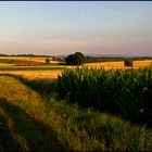 Durchs Maisfeld auf den Quietschie