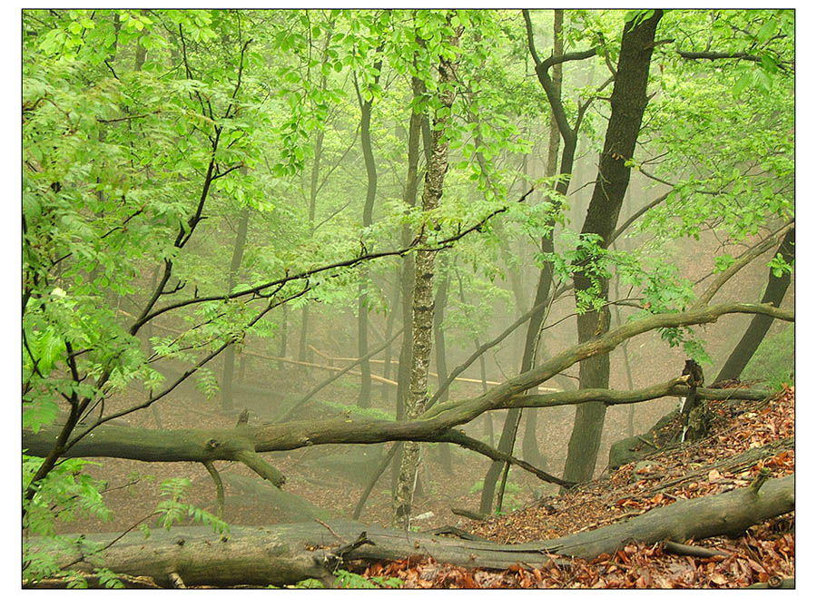 Durchs Nebelgebirge