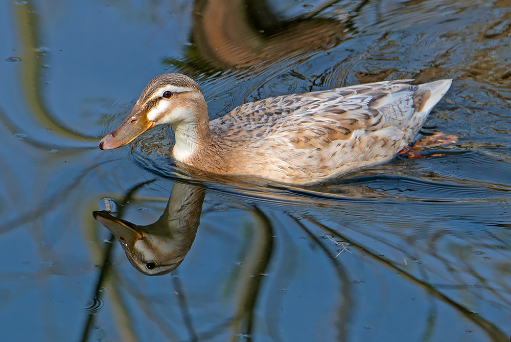 durchs Wasser gleiten