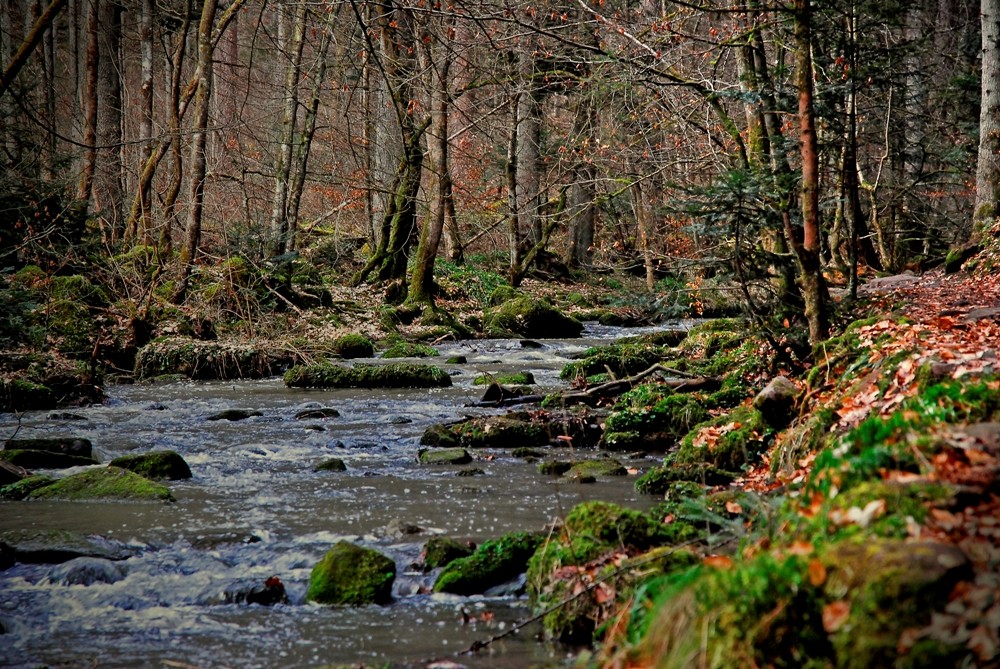 Durchs wilde Monbachtal - The wild Monbach valley