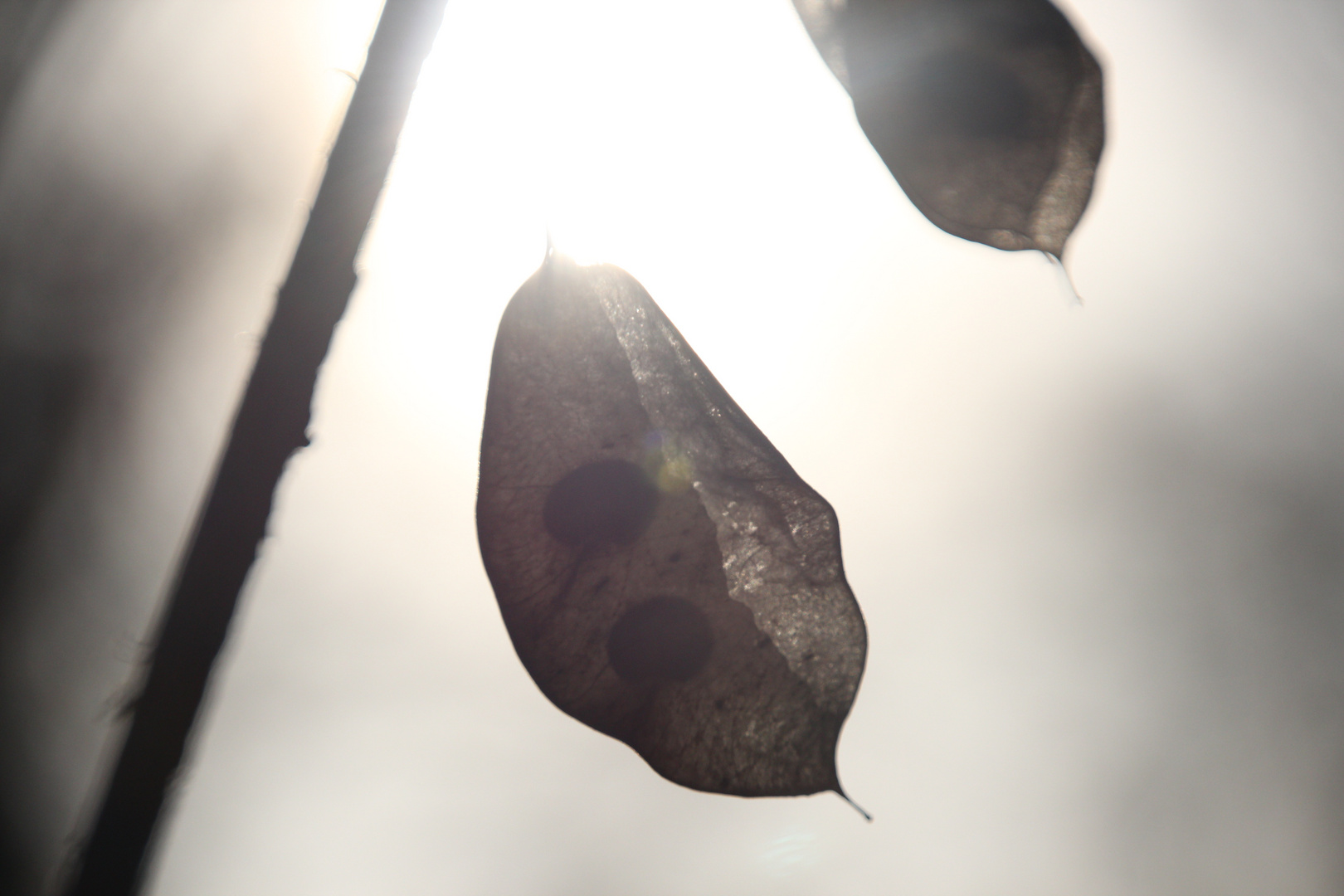 durchschaut bei sonnenschein