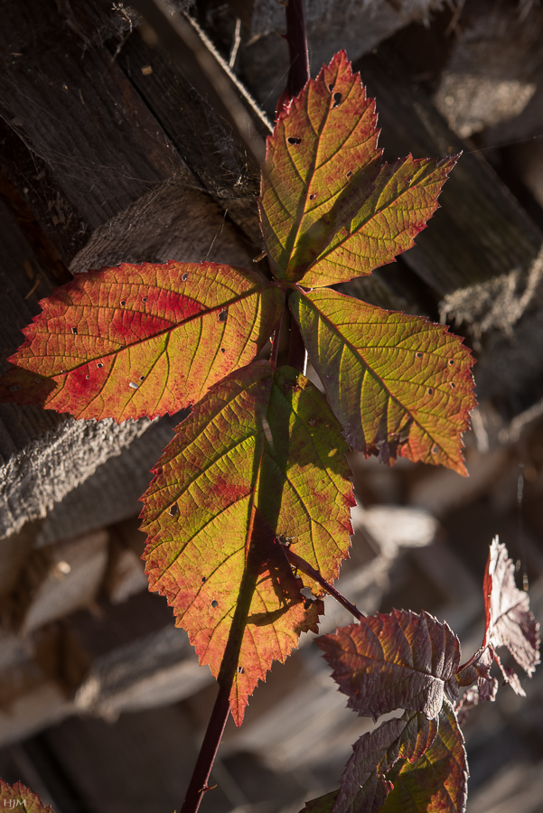 Durchscheinender Herbst