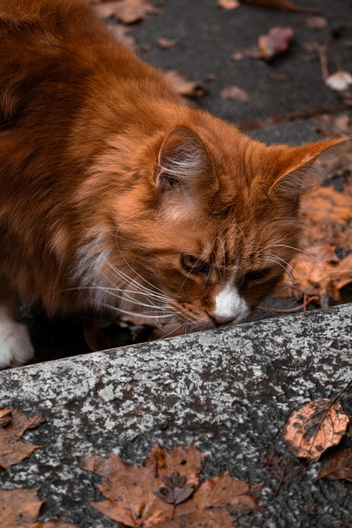 Durchschnittliche Straßenkatze