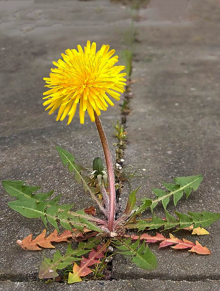 Durchsetzungsstarker Löwenzahn(Butterblumen, Pusteblumen)