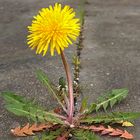 Durchsetzungsstarker Löwenzahn(Butterblumen, Pusteblumen)