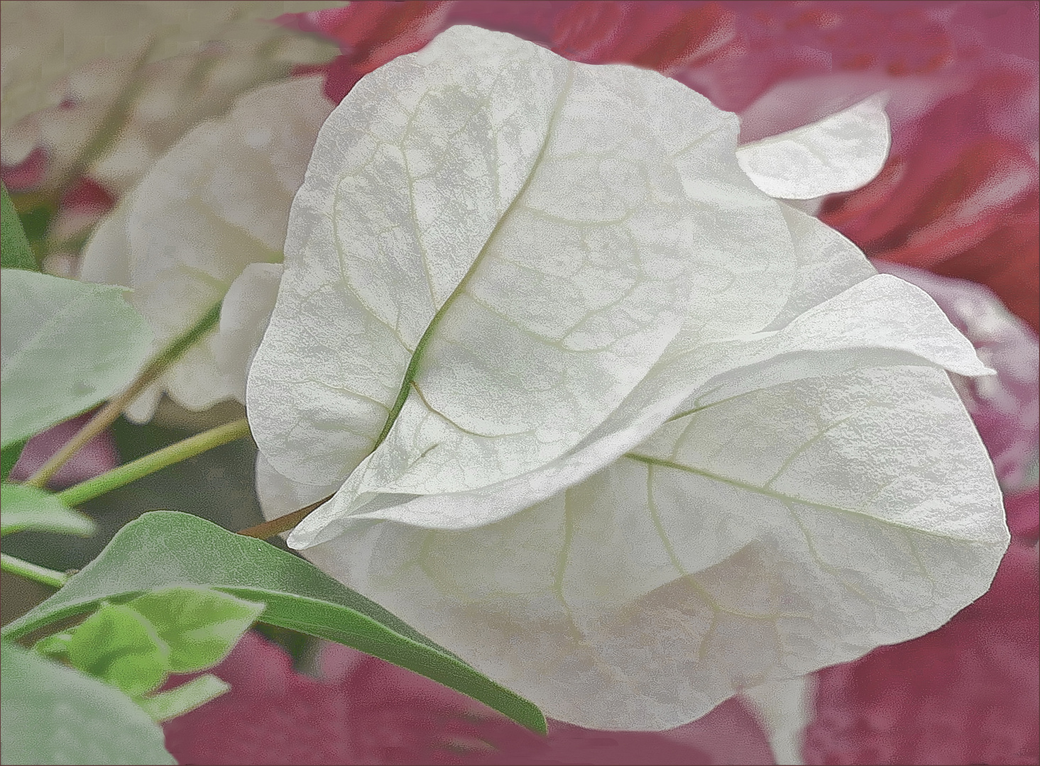 Durchsichtige Blätter  d er  Weißen Boungainvillea im Garten  gesehen .