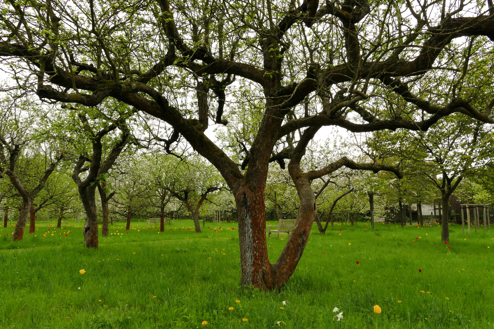 durchsichtiger Baum